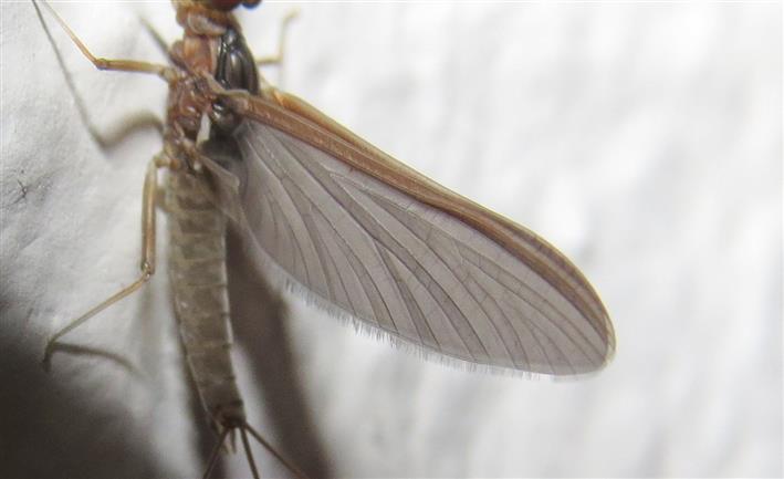 Ephemerellidae di Arganil, Portugal